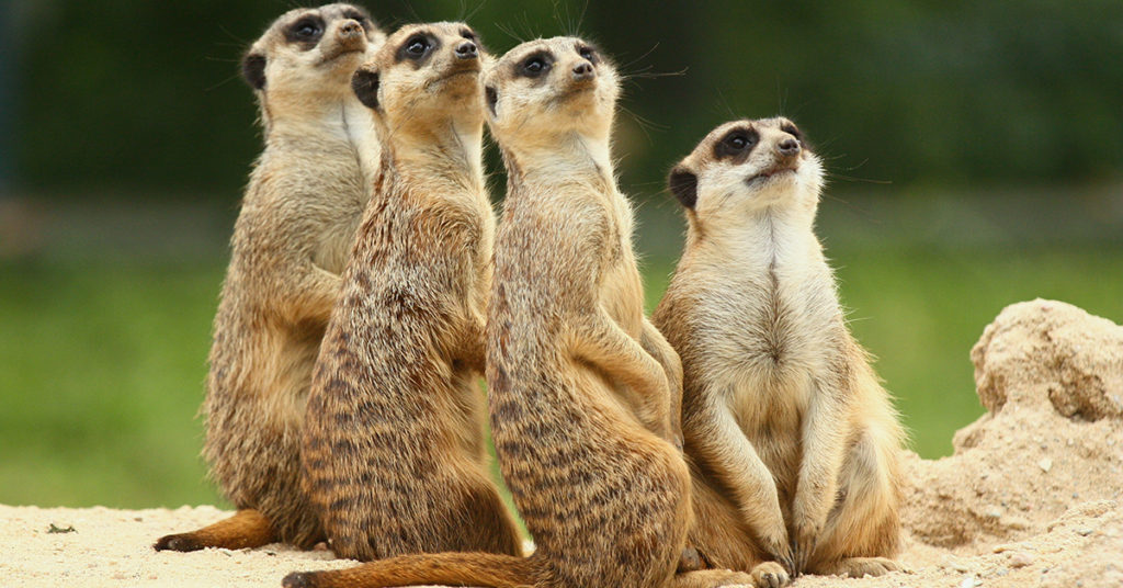 12997304 - meerkats  suricata   all sit together and look at the sky